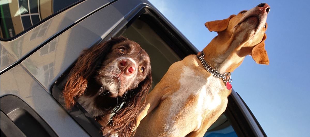 perros-en-el-coche Cómo quitar el olor a perro del coche Cómo quitar el olor a perro del coche perros en el coche