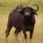 Búfalo Africano