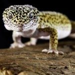 reptiles