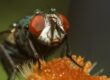 mosca