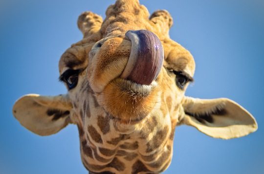 Animales Acu ticos Wikifaunia Tu Enciclopedia De Animales Animales Acu ticos Wikifaunia Tu Enciclopedia De Animales