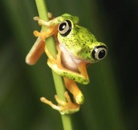 barred_leaf_frog_01