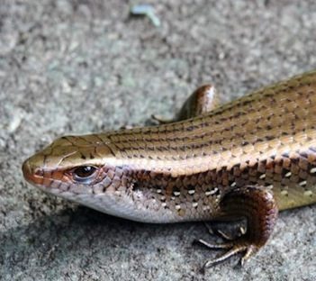 escinco-argelino escinco-argelino