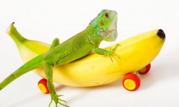 iguana-alimentacion alimentacion iguana