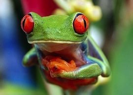 rana-verde-ojos-rojos-2