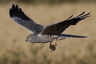 Aguilucho-cenizo1 Aguilucho-cenizo