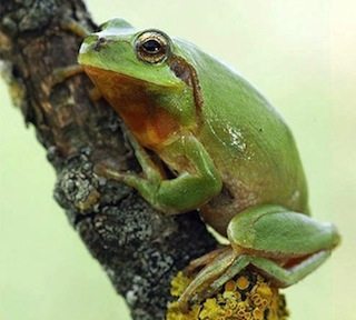 Ranita meridional Ranita meridional