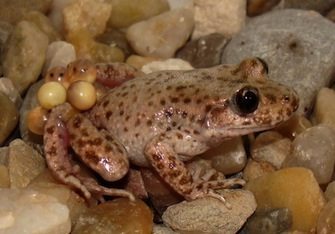 Sapo balear o Ferreret