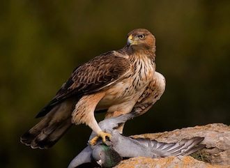aguila-perdicera aguila-perdicera