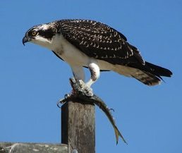 aguila-pescadora-ave aguila-pescadora-ave