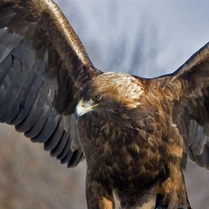 aguila-real-ave aguila-real-ave