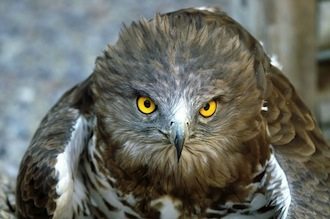 culebrera-aguila culebrera-aguila