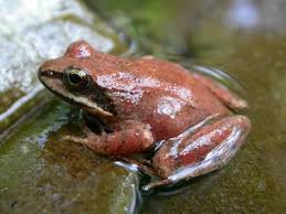 rana pireneica rana pireneica