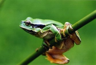 ranita-san-antonio-2