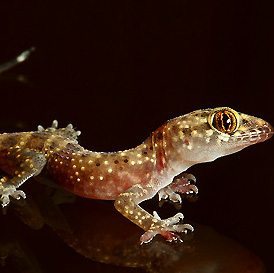 salamanquesa-rosada salamanquesa-rosada