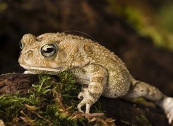 sapo pantera sapo pantera