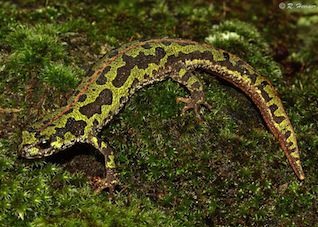 triton-pigmeo triton-pigmeo