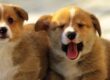 cachorros perros