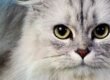 cortarle-el-pelo-al-gato1
