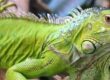 cuidar a tu iguana
