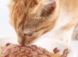 gatos-comida