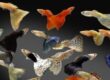 guppys
