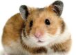 imagen-hamster