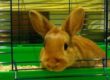 jaula-conejo