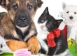 mascotas nombres