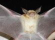 murcielagos