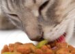 pienso_ecologico_gatos