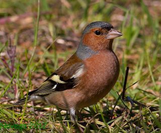 pinzon-comun pinzon-comun