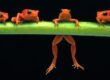 ranas como mascota