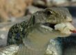 reptil comiendo