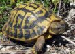 terrario tortuga