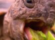 tortuga tierra comiendo