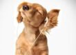 perro escuchando musica
