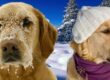 perro invierno