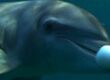 delfines drogandose