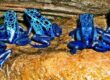 dendrobates alimentandose