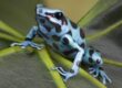 dendrobates-auratus-big