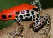 dendrobates con hongos
