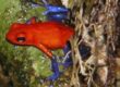 enfermedades de dendrobates