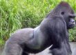 gorila