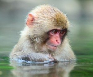 macaco japones