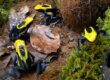 sustrato terrario dendrobates