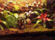 tarrario dendrobates 10