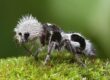 hormiga panda2--644x362