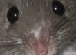 raton