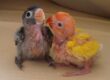 agapornis crías